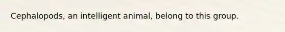 Cephalopods, an intelligent animal, belong to this group.