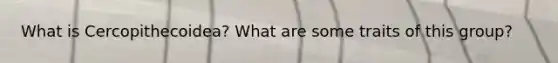 What is Cercopithecoidea? What are some traits of this group?