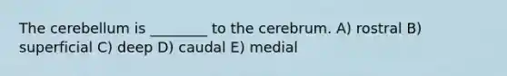 The cerebellum is ________ to the cerebrum. A) rostral B) superficial C) deep D) caudal E) medial