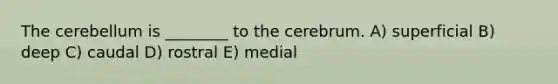 The cerebellum is ________ to the cerebrum. A) superficial B) deep C) caudal D) rostral E) medial