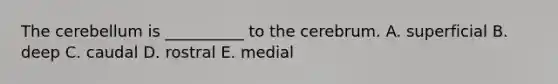 The cerebellum is __________ to the cerebrum. A. superficial B. deep C. caudal D. rostral E. medial