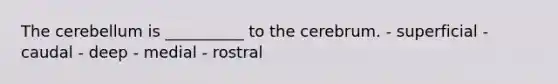 The cerebellum is __________ to the cerebrum. - superficial - caudal - deep - medial - rostral