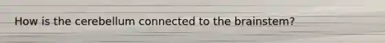 How is the cerebellum connected to the brainstem?