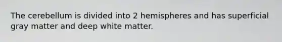 The cerebellum is divided into 2 hemispheres and has superficial gray matter and deep white matter.
