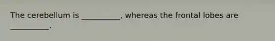 The cerebellum is __________, whereas the frontal lobes are __________.