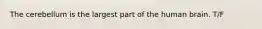 The cerebellum is the largest part of the human brain. T/F