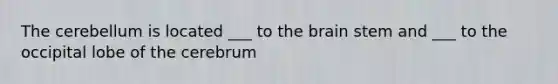 The cerebellum is located ___ to the brain stem and ___ to the occipital lobe of the cerebrum