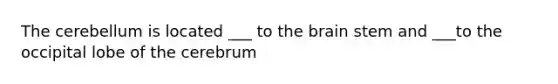 The cerebellum is located ___ to the brain stem and ___to the occipital lobe of the cerebrum