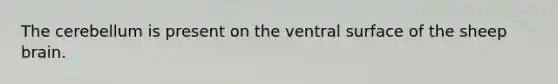 The cerebellum is present on the ventral surface of the sheep brain.