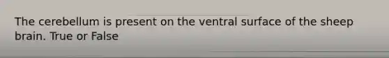 The cerebellum is present on the ventral surface of the sheep brain. True or False