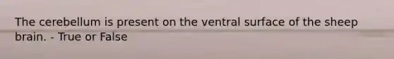 The cerebellum is present on the ventral surface of the sheep brain. - True or False