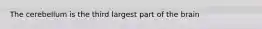 The cerebellum is the third largest part of the brain