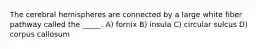 The cerebral hemispheres are connected by a large white fiber pathway called the _____. A) fornix B) insula C) circular sulcus D) corpus callosum