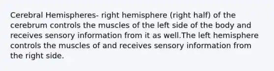 Cerebral Hemispheres- right hemisphere (right half) of the cerebrum controls the muscles of the left side of the body and receives sensory information from it as well.The left hemisphere controls the muscles of and receives sensory information from the right side.