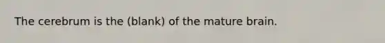 The cerebrum is the (blank) of the mature brain.