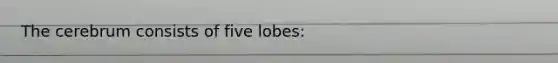 The cerebrum consists of five lobes: