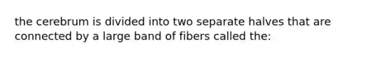 the cerebrum is divided into two separate halves that are connected by a large band of fibers called the: