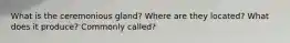 What is the ceremonious gland? Where are they located? What does it produce? Commonly called?