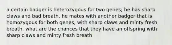 a certain badger is heterozygous for two genes; he has sharp claws and bad breath. he mates with another badger that is homozygous for both genes, with sharp claws and minty fresh breath. what are the chances that they have an offspring with sharp claws and minty fresh breath