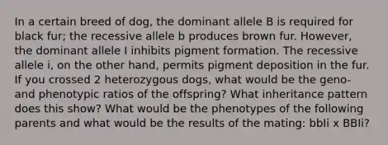 In a certain breed of dog, the dominant allele B is required for black fur; the recessive allele b produces brown fur. However, the dominant allele I inhibits pigment formation. The recessive allele i, on the other hand, permits pigment deposition in the fur. If you crossed 2 heterozygous dogs, what would be the geno- and phenotypic ratios of the offspring? What inheritance pattern does this show? What would be the phenotypes of the following parents and what would be the results of the mating: bbIi x BBIi?