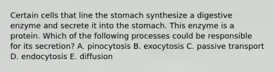 Certain cells that line the stomach synthesize a digestive enzyme and secrete it into the stomach. This enzyme is a protein. Which of the following processes could be responsible for its secretion? A. pinocytosis B. exocytosis C. passive transport D. endocytosis E. diffusion