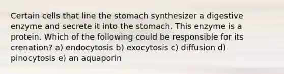 Certain cells that line the stomach synthesizer a digestive enzyme and secrete it into the stomach. This enzyme is a protein. Which of the following could be responsible for its crenation? a) endocytosis b) exocytosis c) diffusion d) pinocytosis e) an aquaporin