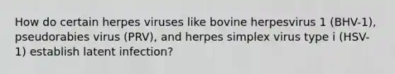 How do certain herpes viruses like bovine herpesvirus 1 (BHV-1), pseudorabies virus (PRV), and herpes simplex virus type i (HSV-1) establish latent infection?