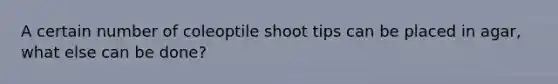 A certain number of coleoptile shoot tips can be placed in agar, what else can be done?