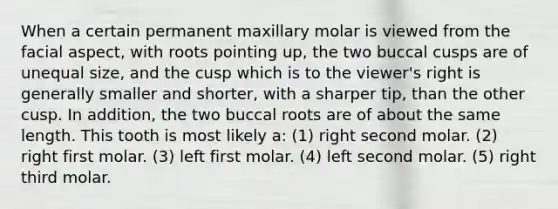 When a certain permanent maxillary molar is viewed from the facial aspect, with roots pointing up, the two buccal cusps are of unequal size, and the cusp which is to the viewer's right is generally smaller and shorter, with a sharper tip, than the other cusp. In addition, the two buccal roots are of about the same length. This tooth is most likely a: (1) right second molar. (2) right first molar. (3) left first molar. (4) left second molar. (5) right third molar.