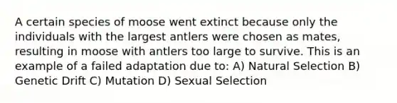 A certain species of moose went extinct because only the individuals with the largest antlers were chosen as mates, resulting in moose with antlers too large to survive. This is an example of a failed adaptation due to: A) Natural Selection B) Genetic Drift C) Mutation D) Sexual Selection