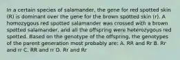 In a certain species of salamander, the gene for red spotted skin (R) is dominant over the gene for the brown spotted skin (r). A homozygous red spotted salamander was crossed with a brown spotted salamander, and all the offspring were heterozygous red spotted. Based on the genotype of the offspring, the genotypes of the parent generation most probably are: A. RR and Rr B. Rr and rr C. RR and rr D. Rr and Rr