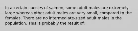 In a certain species of salmon, some adult males are extremely large whereas other adult males are very small, compared to the females. There are no intermediate-sized adult males in the population. This is probably the result of: