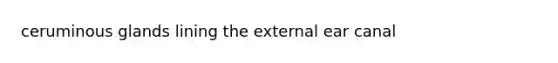 ceruminous glands lining the external ear canal