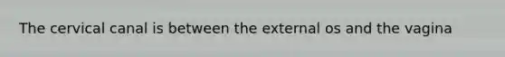 The cervical canal is between the external os and the vagina