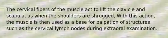 The cervical fibers of the muscle act to lift the clavicle and scapula, as when the shoulders are shrugged, With this action, the muscle is then used as a base for palpation of structures such as the cervical lymph nodes during extraoral examination.