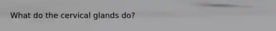 What do the cervical glands do?