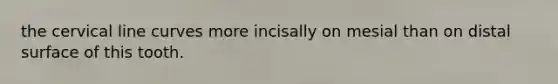 the cervical line curves more incisally on mesial than on distal surface of this tooth.