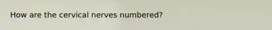 How are the cervical nerves numbered?