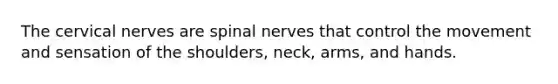 The cervical nerves are <a href='https://www.questionai.com/knowledge/kyBL1dWgAx-spinal-nerves' class='anchor-knowledge'>spinal nerves</a> that control the movement and sensation of the shoulders, neck, arms, and hands.