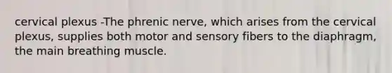 cervical plexus -The phrenic nerve, which arises from the cervical plexus, supplies both motor and sensory fibers to the diaphragm, the main breathing muscle.