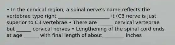 • In the cervical region, a spinal nerve's name reflects the vertebrae type right _____________________ it (C3 nerve is just superior to C3 vertebrae • There are ______ cervical vertebrae but ______ cervical nerves • Lengthening of the spinal cord ends at age ______ with final length of about_________ inches