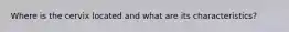 Where is the cervix located and what are its characteristics?