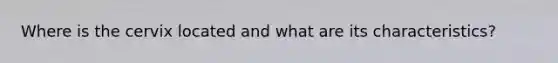 Where is the cervix located and what are its characteristics?