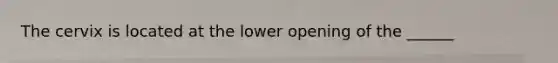 The cervix is located at the lower opening of the ______