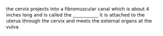 the cervix projects into a fibromuscular canal which is about 4 inches long and is called the ___________ it is attached to the uterus through the cervix and meets the external organs at the vulva