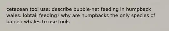 cetacean tool use: describe bubble-net feeding in humpback wales. lobtail feeding? why are humpbacks the only species of baleen whales to use tools