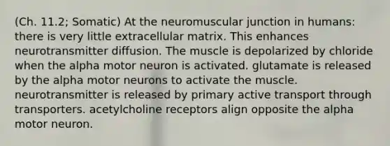 (Ch. 11.2; Somatic) At the neuromuscular junction in humans: there is very little extracellular matrix. This enhances neurotransmitter diffusion. The muscle is depolarized by chloride when the alpha motor neuron is activated. glutamate is released by the alpha motor neurons to activate the muscle. neurotransmitter is released by primary active transport through transporters. acetylcholine receptors align opposite the alpha motor neuron.