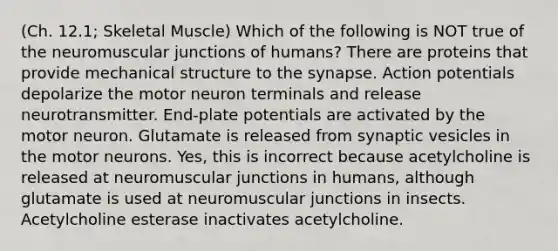 (Ch. 12.1; Skeletal Muscle) Which of the following is NOT true of the neuromuscular junctions of humans? There are proteins that provide mechanical structure to the synapse. Action potentials depolarize the motor neuron terminals and release neurotransmitter. End-plate potentials are activated by the motor neuron. Glutamate is released from synaptic vesicles in the motor neurons. Yes, this is incorrect because acetylcholine is released at neuromuscular junctions in humans, although glutamate is used at neuromuscular junctions in insects. Acetylcholine esterase inactivates acetylcholine.