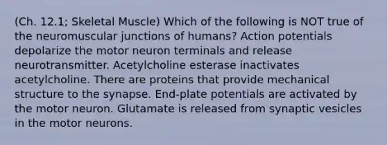 (Ch. 12.1; Skeletal Muscle) Which of the following is NOT true of the neuromuscular junctions of humans? Action potentials depolarize the motor neuron terminals and release neurotransmitter. Acetylcholine esterase inactivates acetylcholine. There are proteins that provide mechanical structure to the synapse. End-plate potentials are activated by the motor neuron. Glutamate is released from synaptic vesicles in the motor neurons.