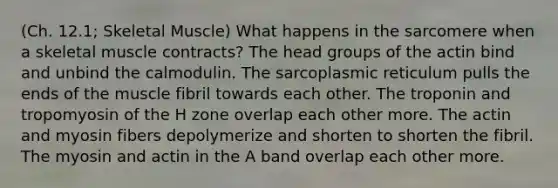 (Ch. 12.1; Skeletal Muscle) What happens in the sarcomere when a skeletal muscle contracts? The head groups of the actin bind and unbind the calmodulin. The sarcoplasmic reticulum pulls the ends of the muscle fibril towards each other. The troponin and tropomyosin of the H zone overlap each other more. The actin and myosin fibers depolymerize and shorten to shorten the fibril. The myosin and actin in the A band overlap each other more.